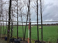 Groene zuilbeuk - vormbomen - afbeelding 1 van  2