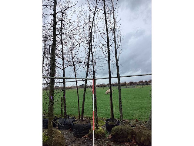 Groene zuilbeuk - vormbomen - afbeelding 2 van  2