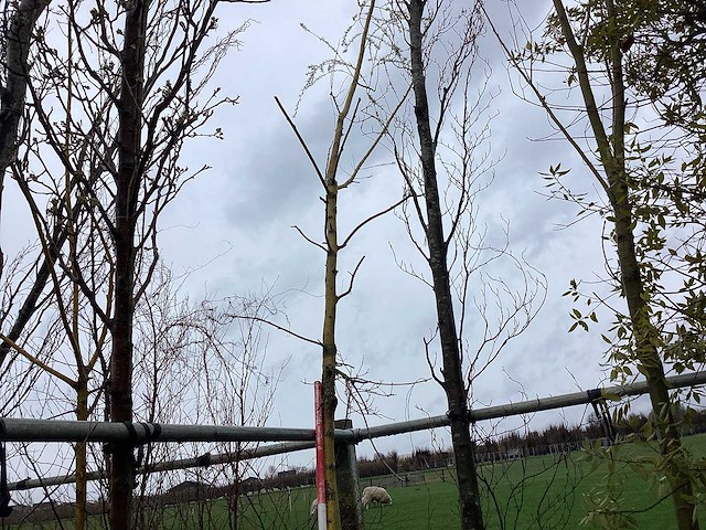 Groene zuilbeuk - vormbomen - afbeelding 1 van  2