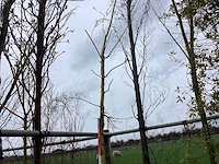 Groene zuilbeuk - vormbomen - afbeelding 1 van  2