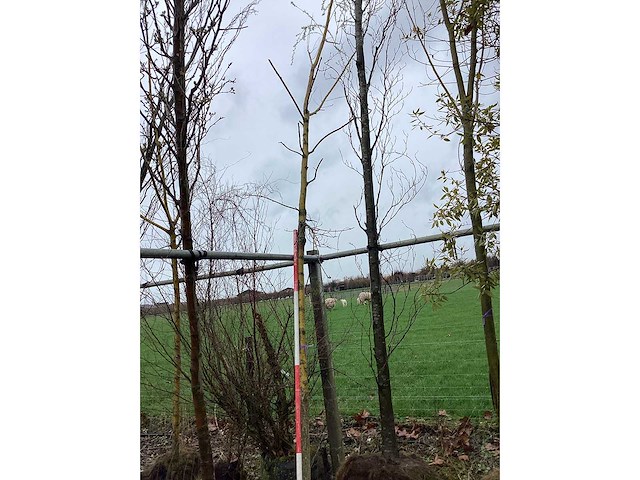 Groene zuilbeuk - vormbomen - afbeelding 2 van  2