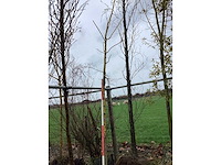 Groene zuilbeuk - vormbomen - afbeelding 2 van  2