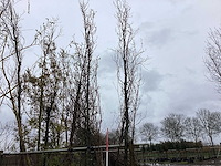 Groene zuilbeuk - vormboom (2x) - afbeelding 1 van  2