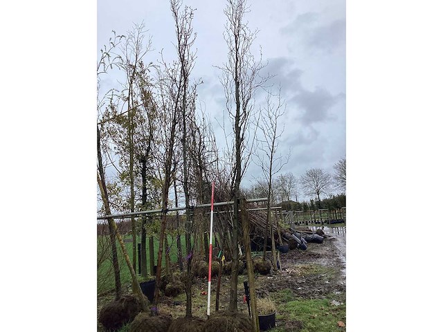 Groene zuilbeuk - vormboom (2x) - afbeelding 2 van  2