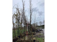 Groene zuilbeuk - vormboom (2x) - afbeelding 2 van  2