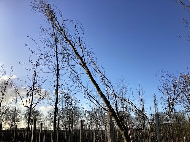 Groene zuilbeuk - vormboom (2x) - afbeelding 1 van  2