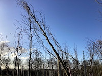 Groene zuilbeuk - vormboom (2x) - afbeelding 1 van  2