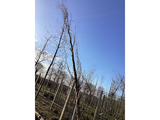 Groene zuilbeuk - vormboom (2x) - afbeelding 2 van  2
