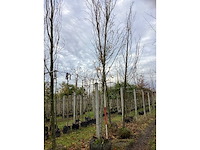 Groene zuilbeuk - vormboom - afbeelding 2 van  3