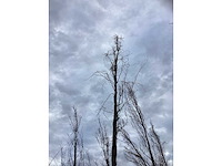 Groene zuilbeuk - vormboom - afbeelding 3 van  3