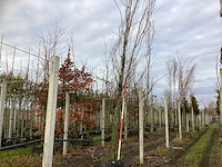 Groene zuilbeuk - vormboom - afbeelding 1 van  3