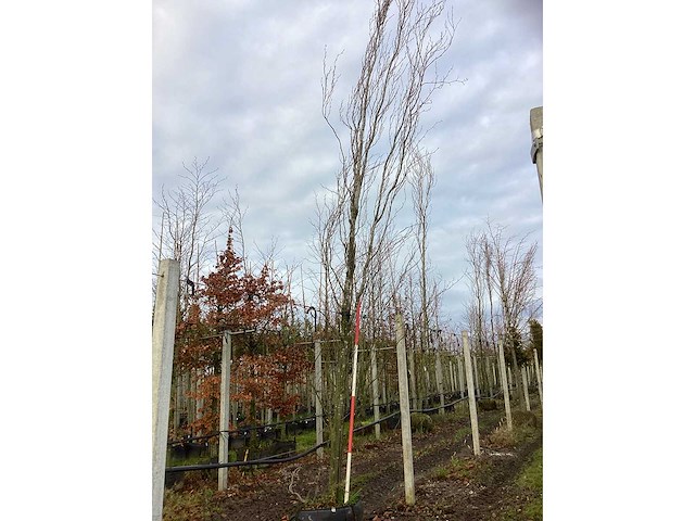 Groene zuilbeuk - vormboom - afbeelding 2 van  3