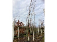 Groene zuilbeuk - vormboom - afbeelding 2 van  3