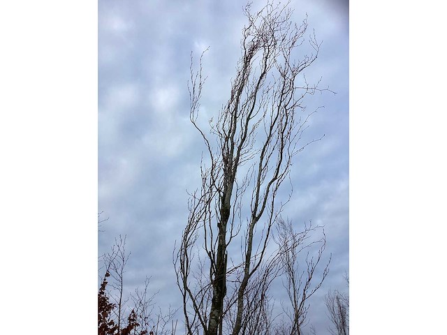 Groene zuilbeuk - vormboom - afbeelding 3 van  3