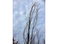 Groene zuilbeuk - vormboom - afbeelding 3 van  3