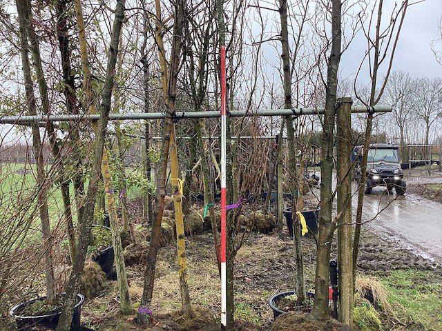 Groene zuilbeuk - vormboom - afbeelding 1 van  2