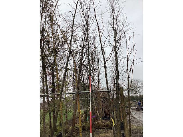 Groene zuilbeuk - vormboom - afbeelding 2 van  2