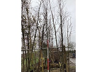 Groene zuilbeuk - vormboom - afbeelding 2 van  2