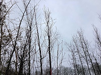 Groene zuilbeuk - vormboom - afbeelding 1 van  3