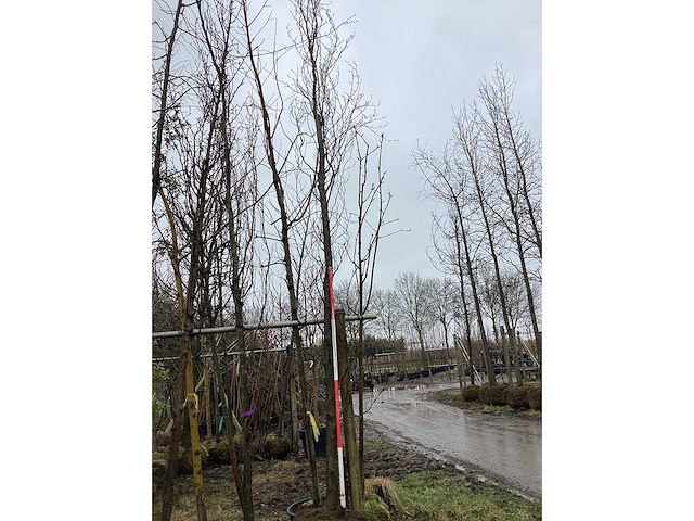 Groene zuilbeuk - vormboom - afbeelding 2 van  3