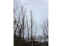 Groene zuilbeuk - vormboom - afbeelding 3 van  3