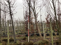 Groene zuilbeuk - vormboom - afbeelding 1 van  4