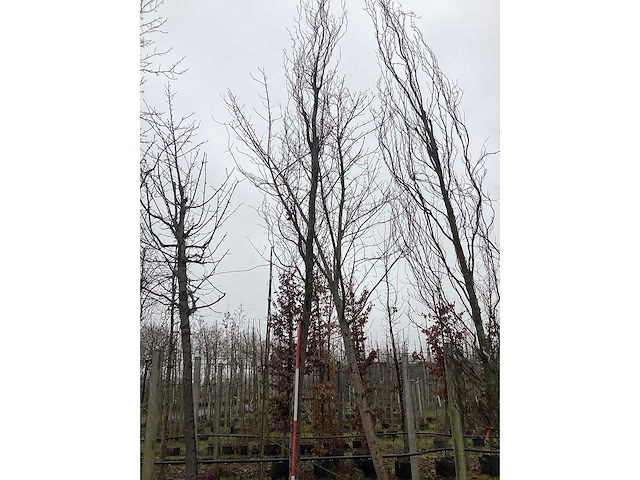 Groene zuilbeuk - vormboom - afbeelding 2 van  4