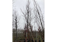 Groene zuilbeuk - vormboom - afbeelding 2 van  4