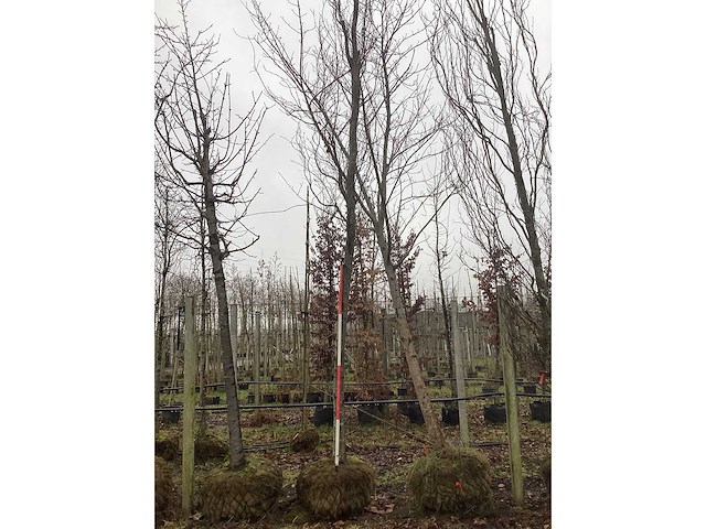 Groene zuilbeuk - vormboom - afbeelding 4 van  4