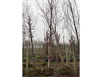 Groene zuilbeuk - vormboom - afbeelding 4 van  4