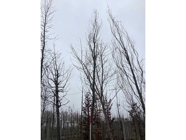 Groene zuilbeuk - vormboom - afbeelding 3 van  4