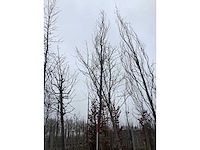 Groene zuilbeuk - vormboom - afbeelding 3 van  4