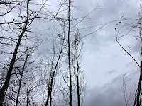 Groene zuilbeuk - vormboom - afbeelding 1 van  2