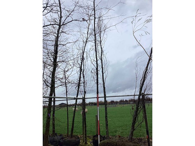 Groene zuilbeuk - vormboom - afbeelding 2 van  2