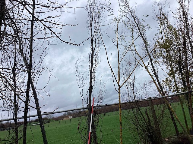 Groene zuilbeuk - vormboom - afbeelding 1 van  2