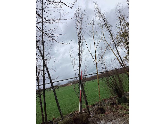 Groene zuilbeuk - vormboom - afbeelding 2 van  2