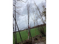 Groene zuilbeuk - vormboom - afbeelding 2 van  2