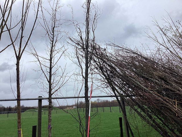 Groene zuilbeuk - vormboom - afbeelding 1 van  2