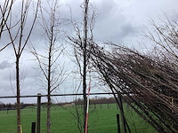 Groene zuilbeuk - vormboom - afbeelding 1 van  2