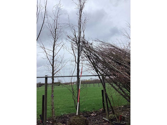 Groene zuilbeuk - vormboom - afbeelding 2 van  2