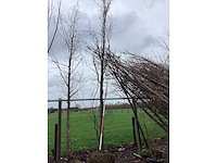 Groene zuilbeuk - vormboom - afbeelding 2 van  2