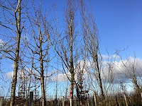 Groene zuilbeuk - vormboom - afbeelding 1 van  2