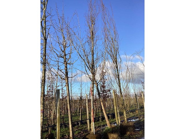 Groene zuilbeuk - vormboom - afbeelding 2 van  2