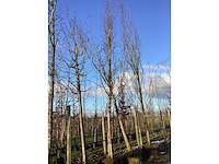 Groene zuilbeuk - vormboom - afbeelding 2 van  2