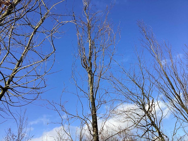 Groene zuilbeuk - vormboom - afbeelding 1 van  2
