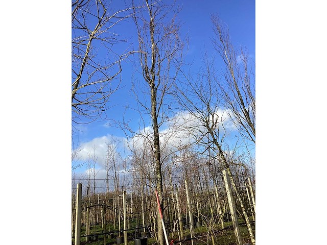 Groene zuilbeuk - vormboom - afbeelding 2 van  2