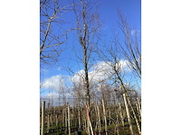 Groene zuilbeuk - vormboom - afbeelding 2 van  2