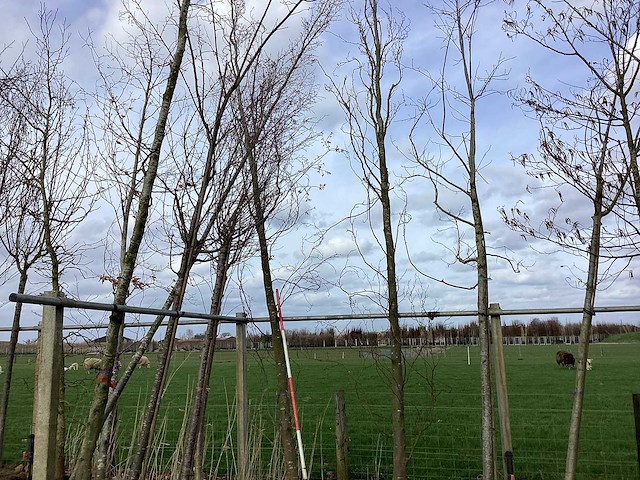 Groene zuilbeuk - vormboom - afbeelding 1 van  2