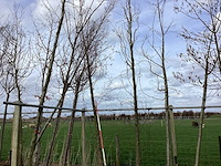 Groene zuilbeuk - vormboom - afbeelding 1 van  2