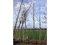 Groene zuilbeuk - vormboom - afbeelding 2 van  2